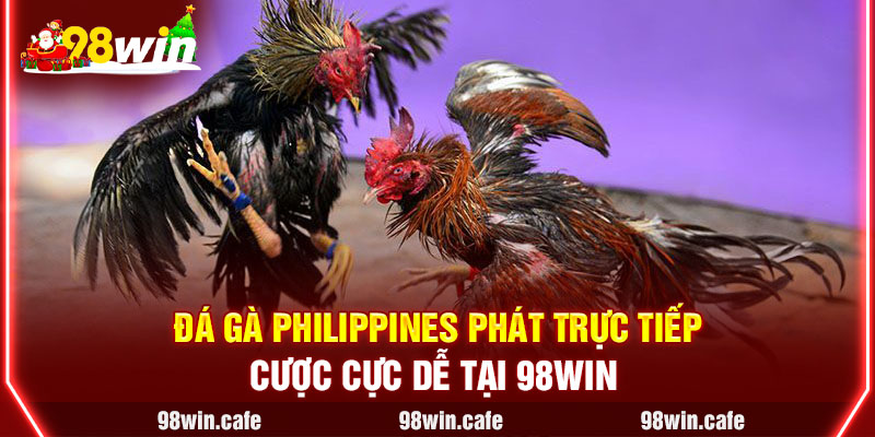 Đá Gà Philippines Phát Trực Tiếp, Cược Cực dễ tại 98Win